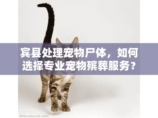 宾县处理宠物尸体，如何选择专业宠物殡葬服务？