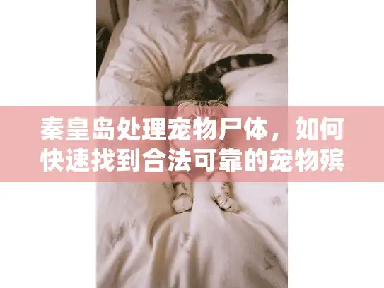 秦皇岛处理宠物尸体，如何快速找到合法可靠的宠物殡葬服务？