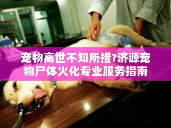 宠物离世不知所措?济源宠物尸体火化专业服务指南