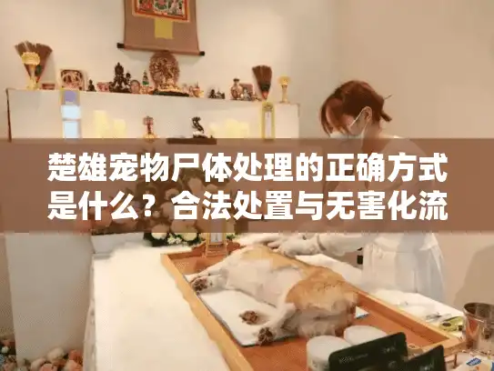 楚雄宠物尸体处理的正确方式是什么？合法处置与无害化流程指南