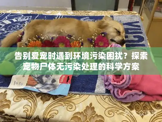 告别爱宠时遇到环境污染困扰？探索宠物尸体无污染处理的科学方案