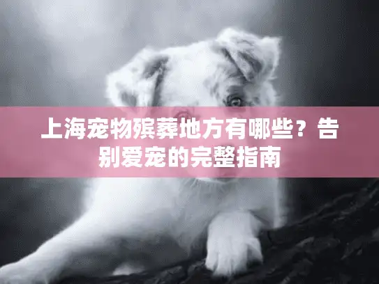 上海宠物殡葬地方有哪些？告别爱宠的完整指南