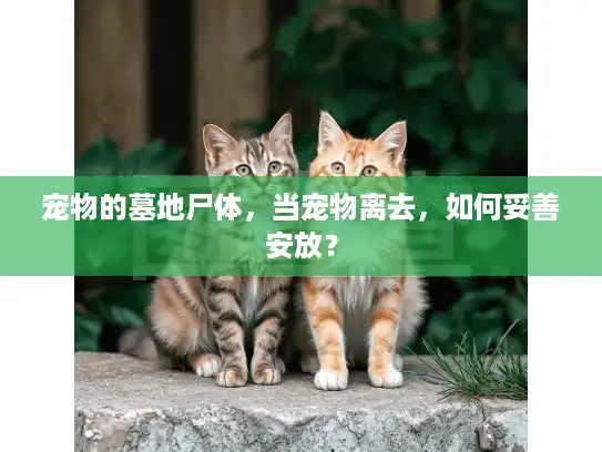 宠物的墓地尸体，当宠物离去，如何妥善安放？