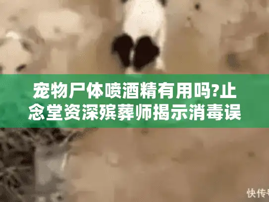 宠物尸体喷酒精有用吗?止念堂资深殡葬师揭示消毒误区与正确操作