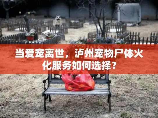 当爱宠离世，泸州宠物尸体火化服务如何选择？
