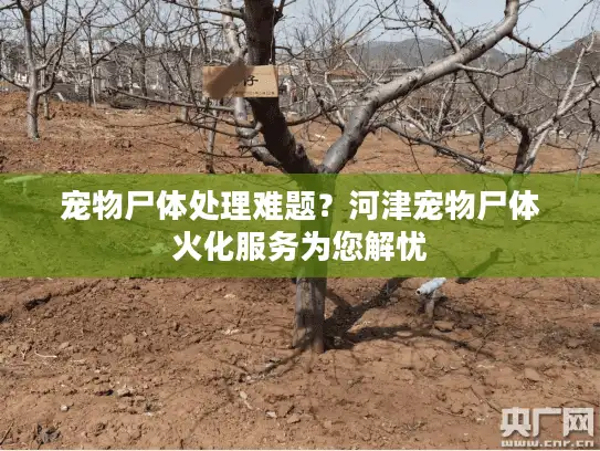宠物尸体处理难题？河津宠物尸体火化服务为您解忧