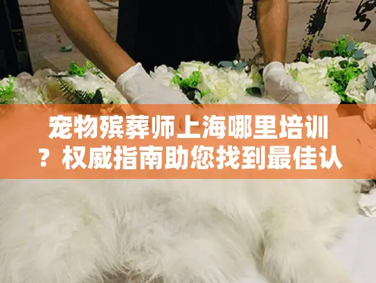宠物殡葬师上海哪里培训？权威指南助您找到最佳认证课程