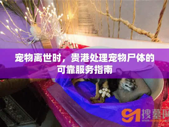 宠物离世时，贵港处理宠物尸体的可靠服务指南