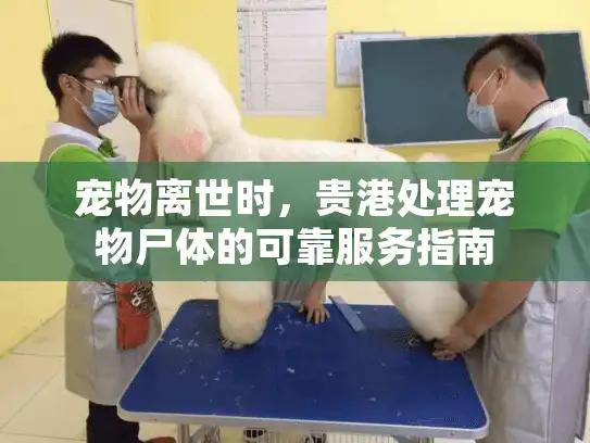 宠物离世时，贵港处理宠物尸体的可靠服务指南