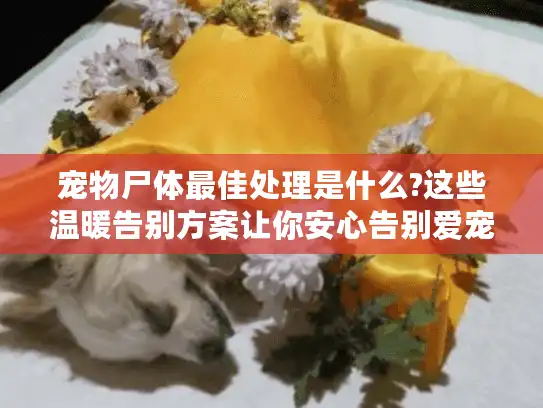 宠物尸体最佳处理是什么?这些温暖告别方案让你安心告别爱宠