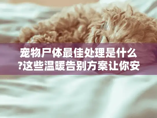 宠物尸体最佳处理是什么?这些温暖告别方案让你安心告别爱宠