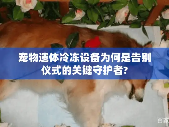 宠物遗体冷冻设备为何是告别仪式的关键守护者?