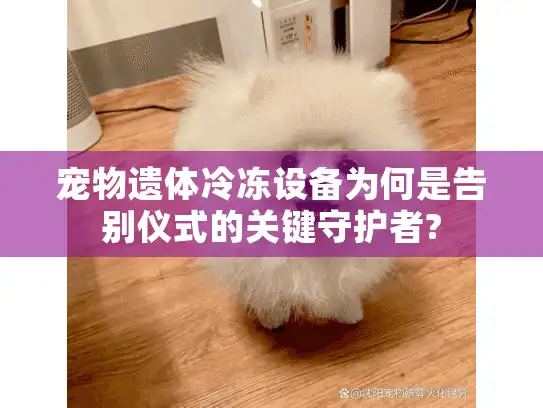 宠物遗体冷冻设备为何是告别仪式的关键守护者?