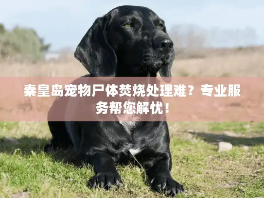 秦皇岛宠物尸体焚烧处理难？专业服务帮您解忧！