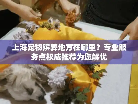 上海宠物殡葬地方在哪里？专业服务点权威推荐为您解忧
