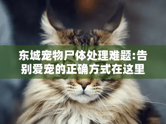 东城宠物尸体处理难题:告别爱宠的正确方式在这里