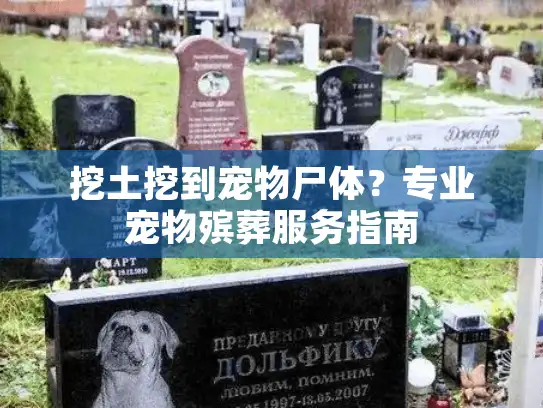 挖土挖到宠物尸体？专业宠物殡葬服务指南