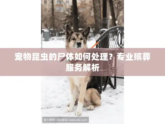 宠物昆虫的尸体如何处理？专业殡葬服务解析