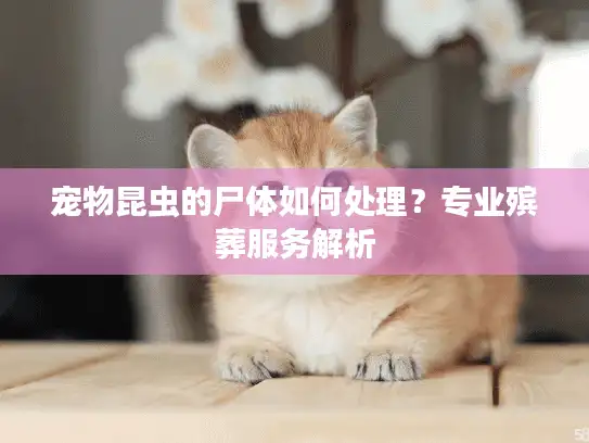 宠物昆虫的尸体如何处理？专业殡葬服务解析