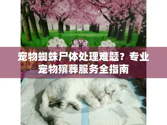 宠物蜘蛛尸体处理难题？专业宠物殡葬服务全指南