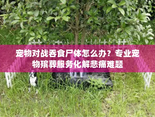 宠物对战吞食尸体怎么办？专业宠物殡葬服务化解悲痛难题