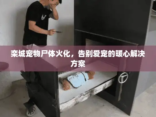 栾城宠物尸体火化，告别爱宠的暖心解决方案