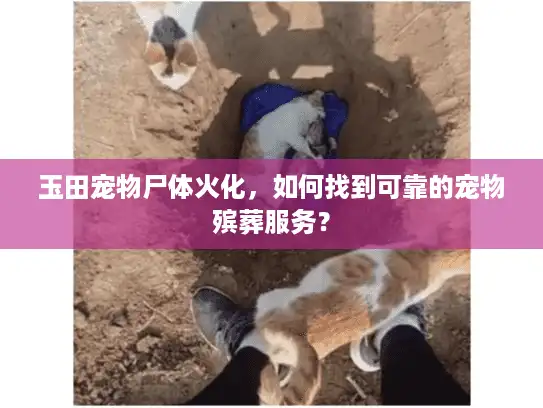 玉田宠物尸体火化，如何找到可靠的宠物殡葬服务？