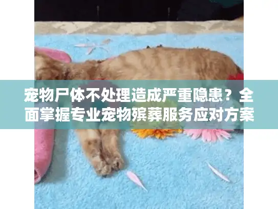 宠物尸体不处理造成严重隐患？全面掌握专业宠物殡葬服务应对方案！