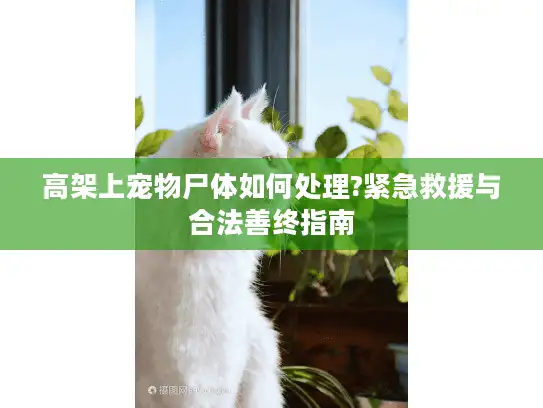 高架上宠物尸体如何处理?紧急救援与合法善终指南