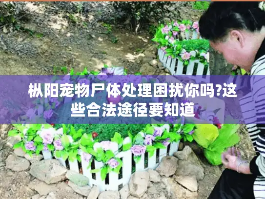 枞阳宠物尸体处理困扰你吗?这些合法途径要知道