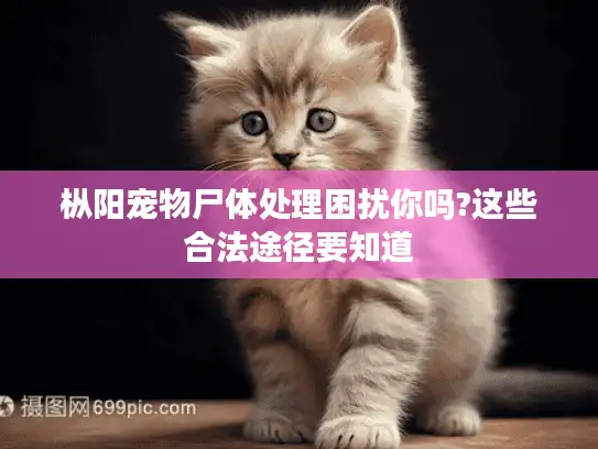 枞阳宠物尸体处理困扰你吗?这些合法途径要知道