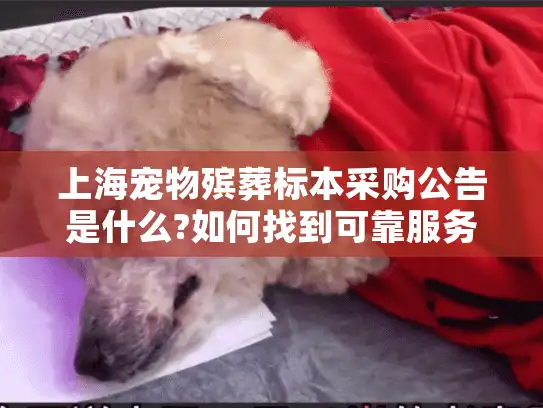上海宠物殡葬标本采购公告是什么?如何找到可靠服务?