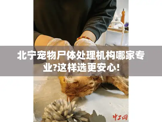 北宁宠物尸体处理机构哪家专业?这样选更安心!