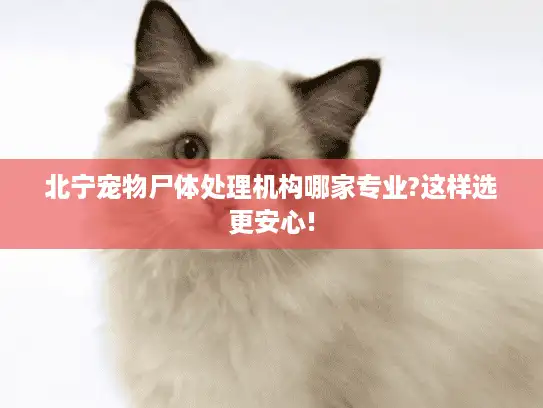北宁宠物尸体处理机构哪家专业?这样选更安心!