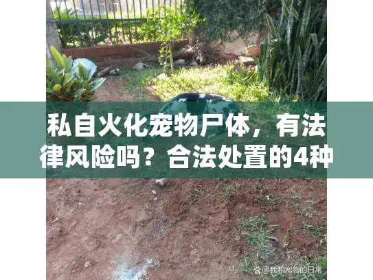 私自火化宠物尸体，有法律风险吗？合法处置的4种正规途径