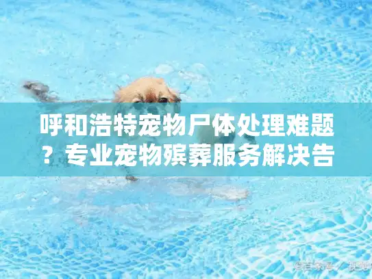呼和浩特宠物尸体处理难题？专业宠物殡葬服务解决告别之忧