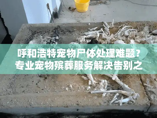 呼和浩特宠物尸体处理难题？专业宠物殡葬服务解决告别之忧
