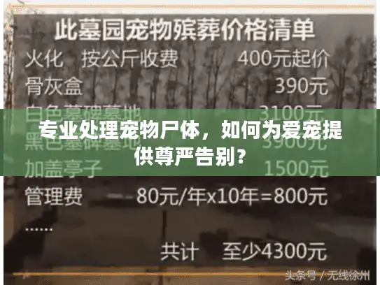 专业处理宠物尸体，如何为爱宠提供尊严告别？