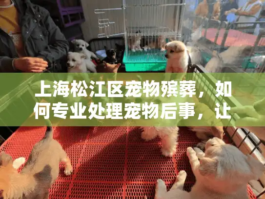 上海松江区宠物殡葬，如何专业处理宠物后事，让爱宠安息？