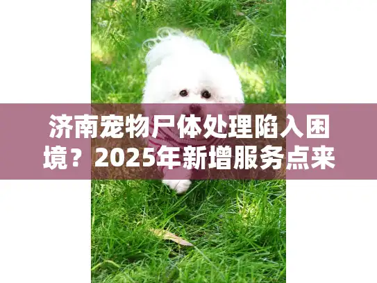 济南宠物尸体处理陷入困境？2025年新增服务点来解忧