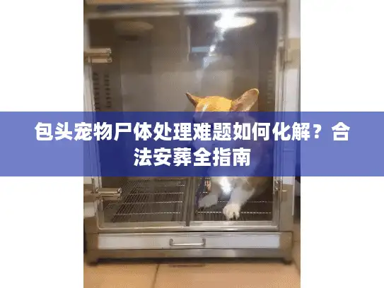 包头宠物尸体处理难题如何化解？合法安葬全指南