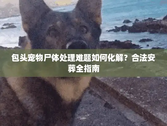 包头宠物尸体处理难题如何化解？合法安葬全指南