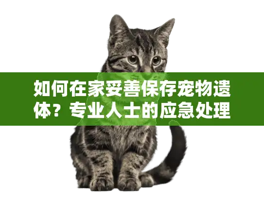 如何在家妥善保存宠物遗体？专业人士的应急处理指南