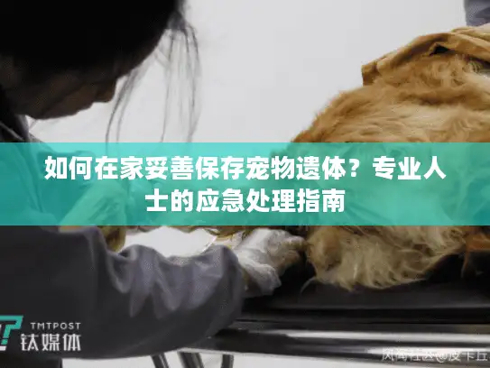 如何在家妥善保存宠物遗体？专业人士的应急处理指南