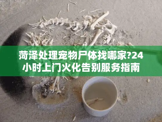 菏泽处理宠物尸体找哪家?24小时上门火化告别服务指南