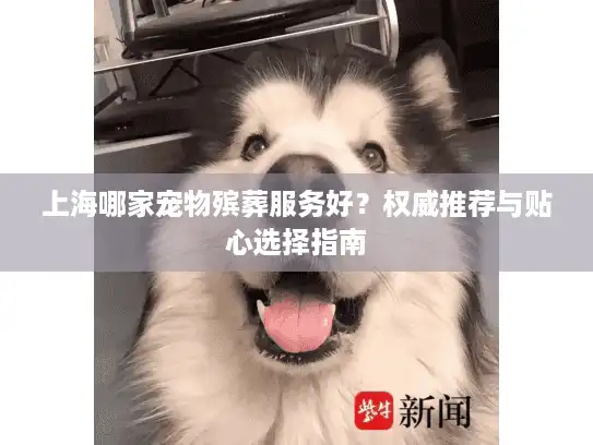 上海哪家宠物殡葬服务好？权威推荐与贴心选择指南