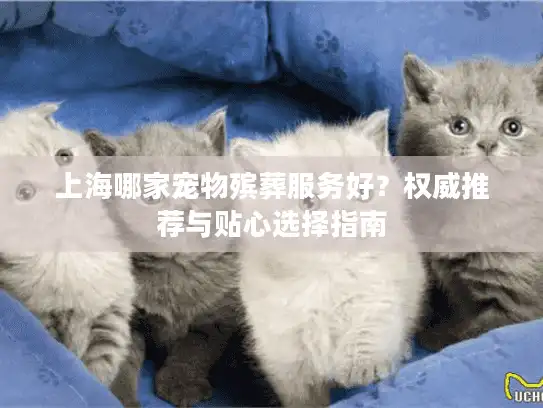 上海哪家宠物殡葬服务好？权威推荐与贴心选择指南