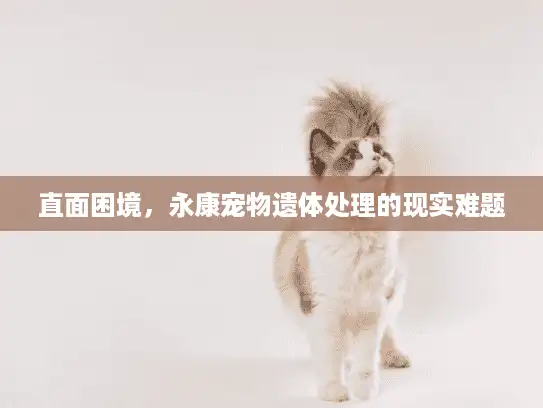 直面困境，永康宠物遗体处理的现实难题
