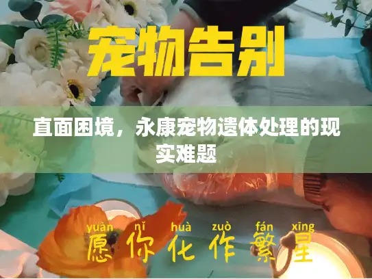 直面困境，永康宠物遗体处理的现实难题