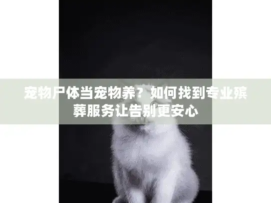宠物尸体当宠物养？如何找到专业殡葬服务让告别更安心
